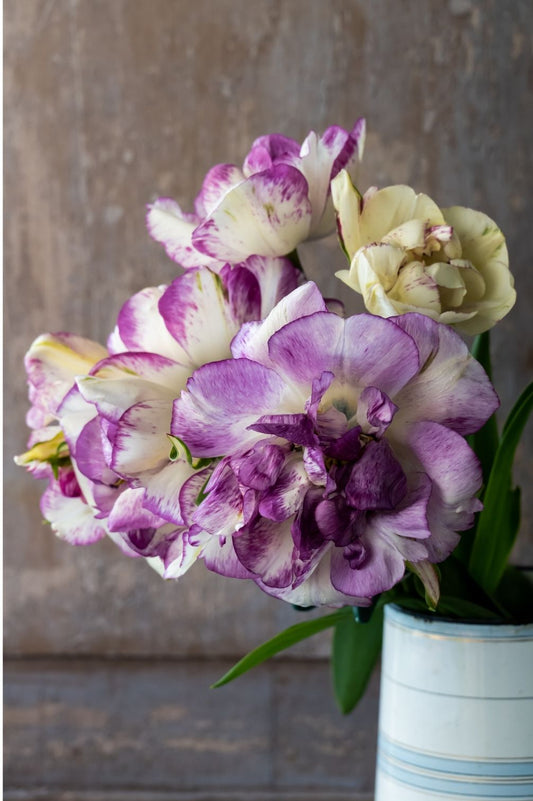 Tulpe Double Shirley