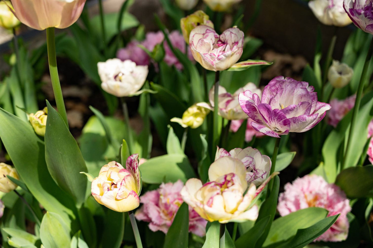 Tulpe Double Shirley