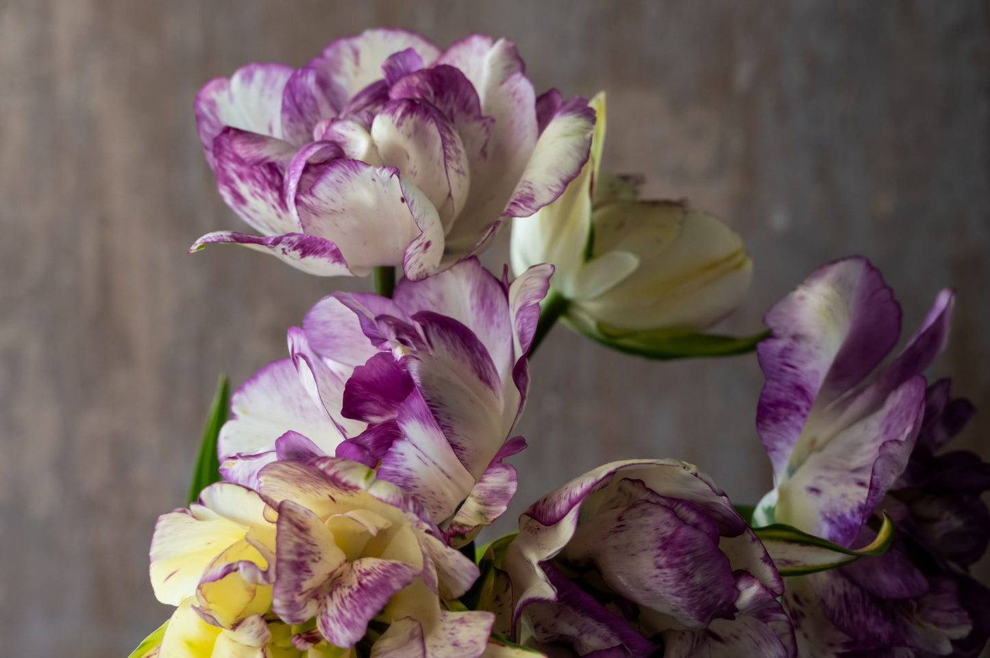 Tulpe Double Shirley