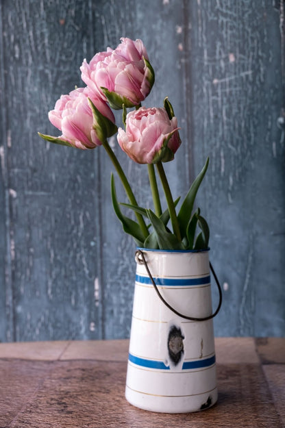 Tulpe Gabriella Double