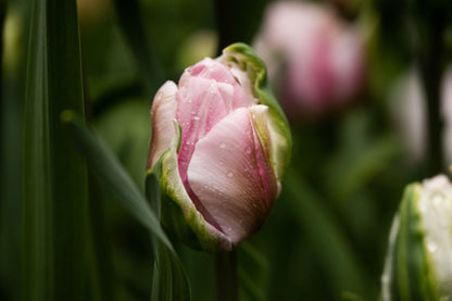 Tulpe Gabriella Double