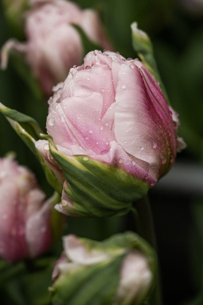 Tulpe Gabriella Double