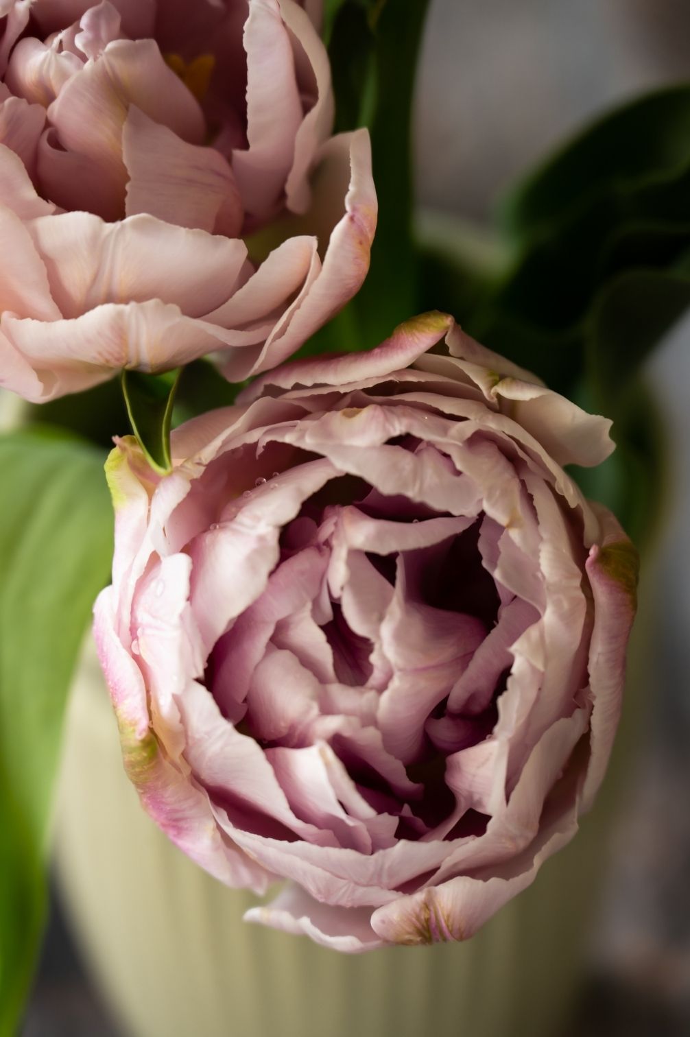Tulpe Katinka