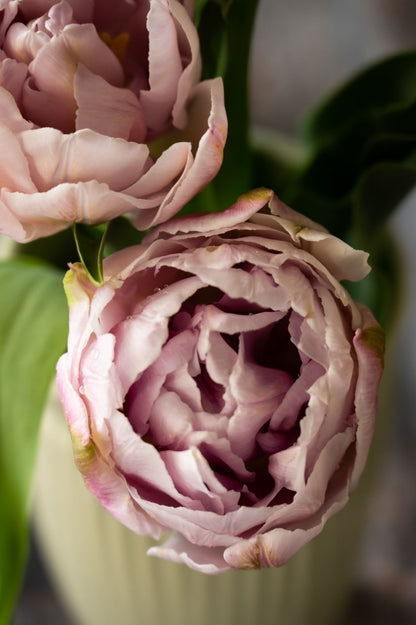 Tulpe Katinka