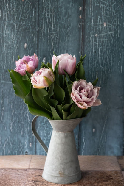 Tulpe Katinka