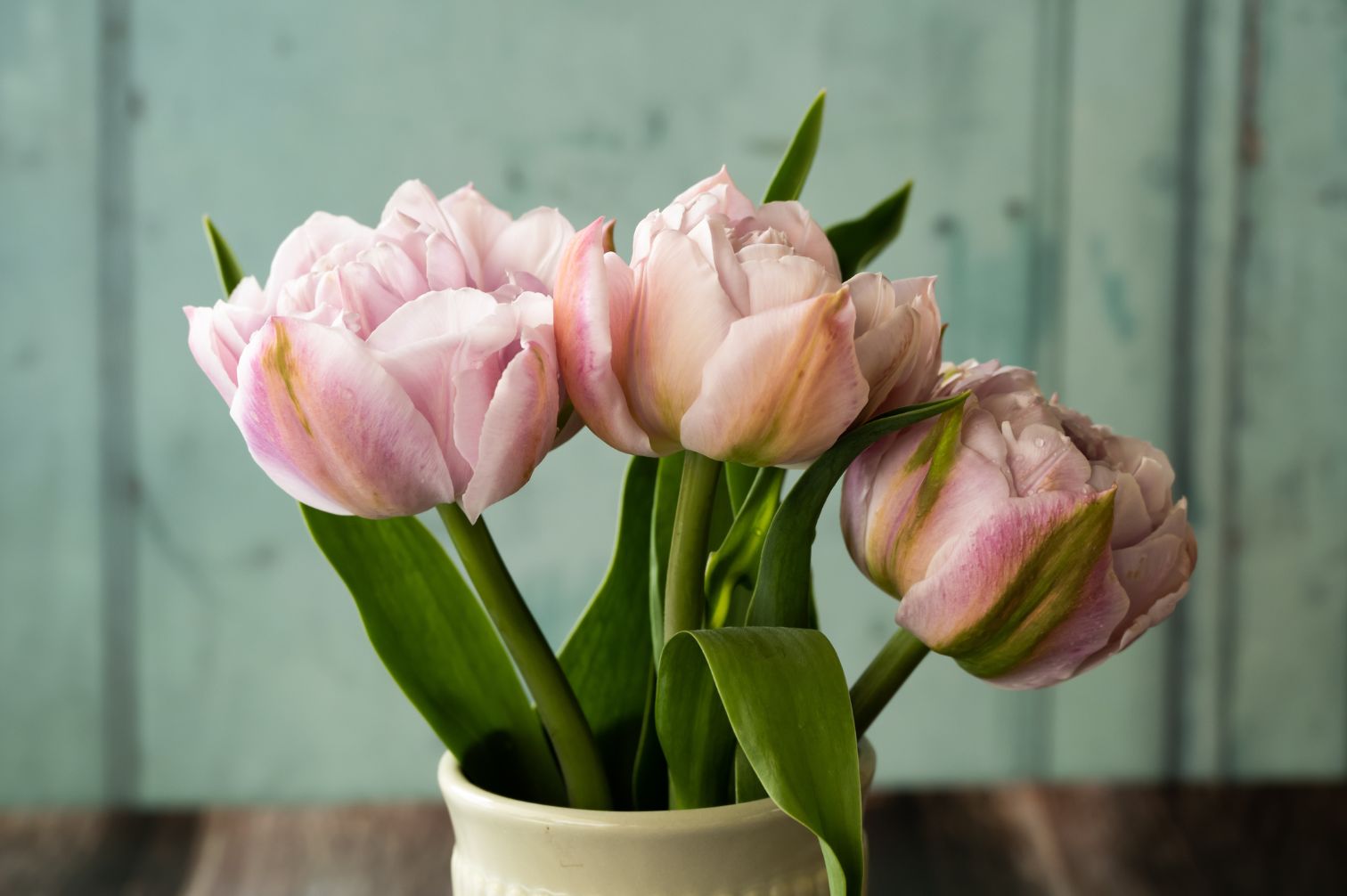 Tulpe Katinka