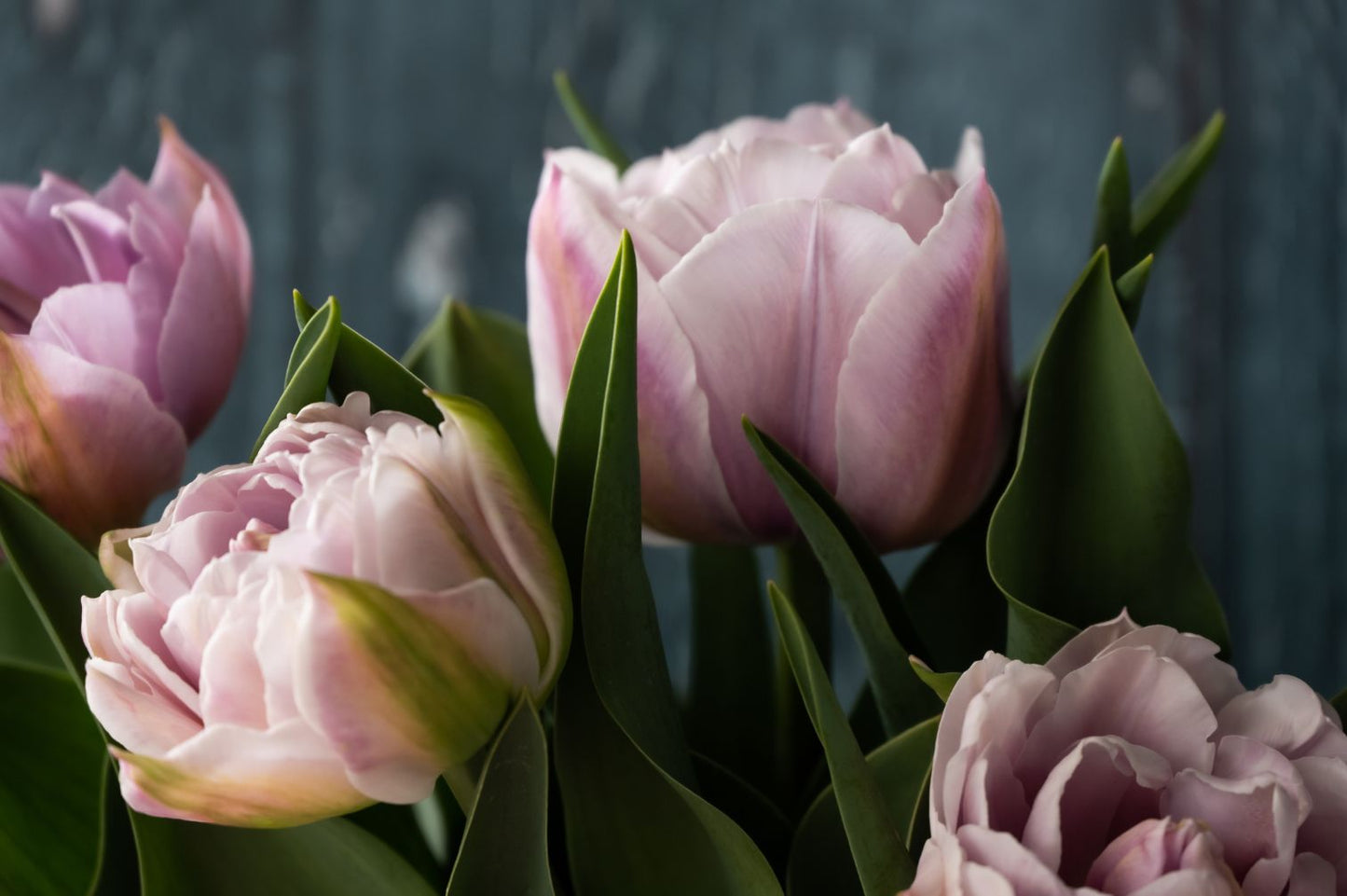 Tulpe Katinka