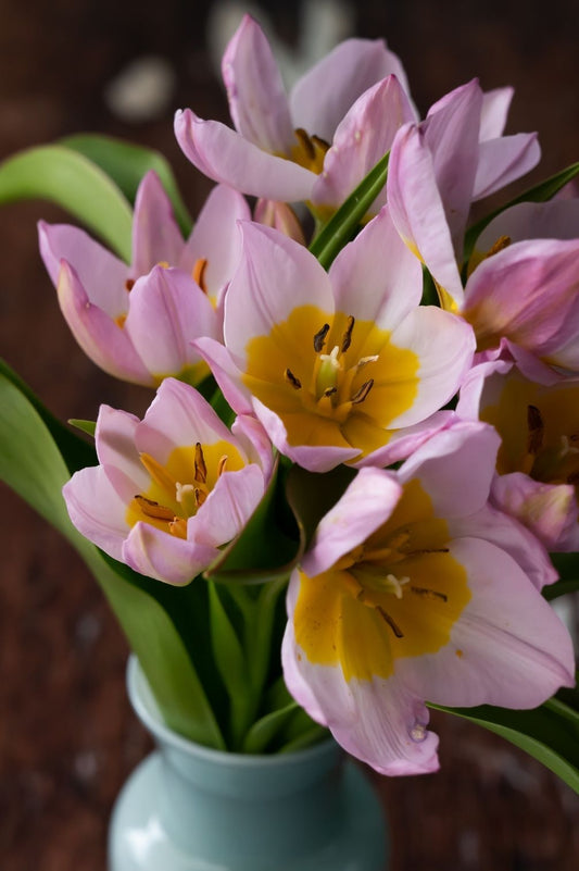 Tulpe Bakeri Lilac Wonder
