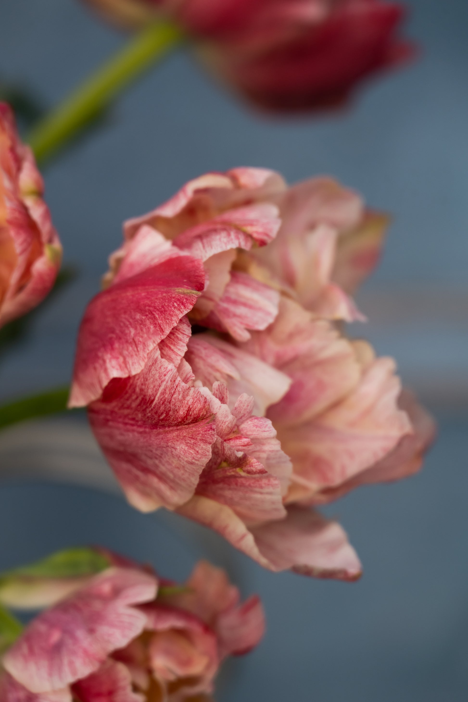 Tulpe Pep Talk