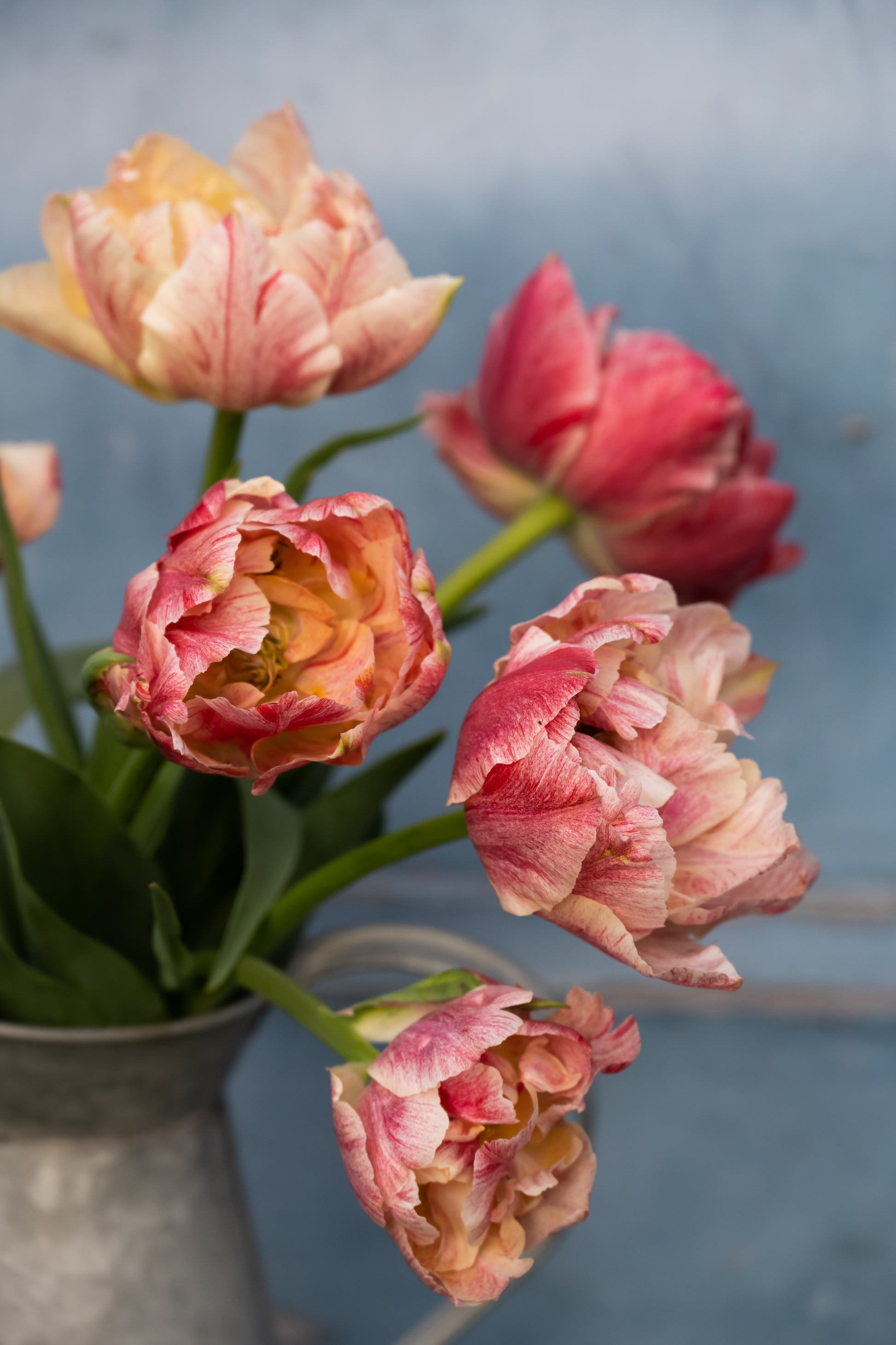 Tulpe Pep Talk