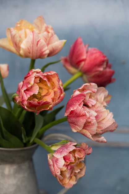 Tulpe Pep Talk