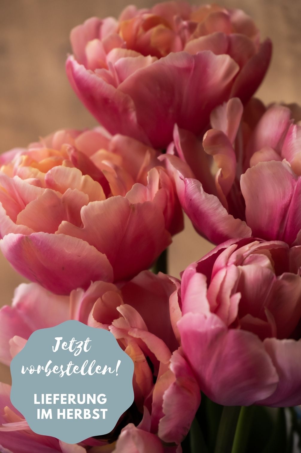 Tulpe Pink Star