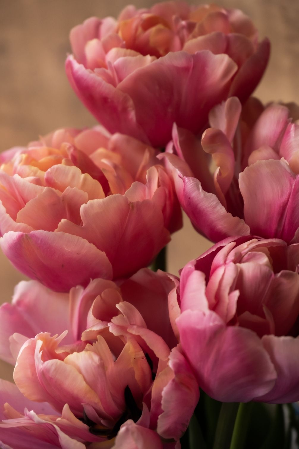Tulpe Pink Star