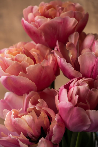 Tulpe Pink Star