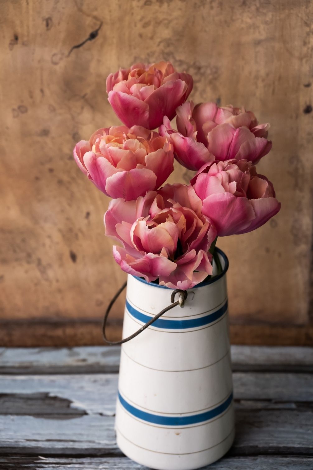 Tulpe Pink Star