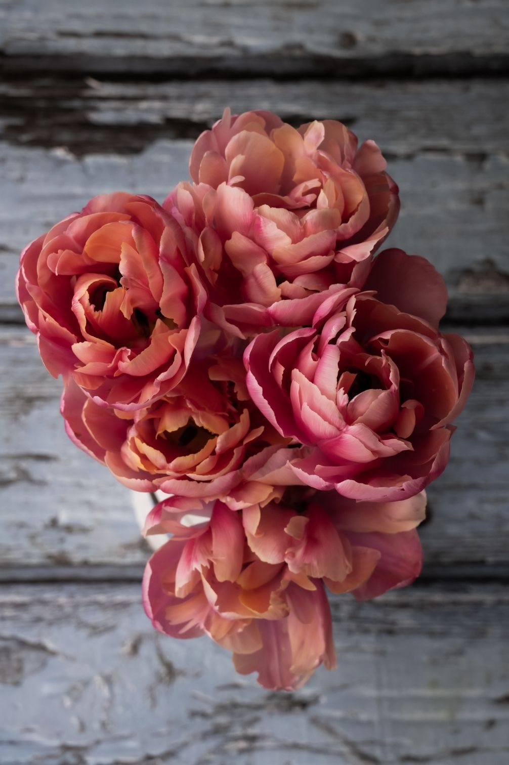 Tulpe Pink Star