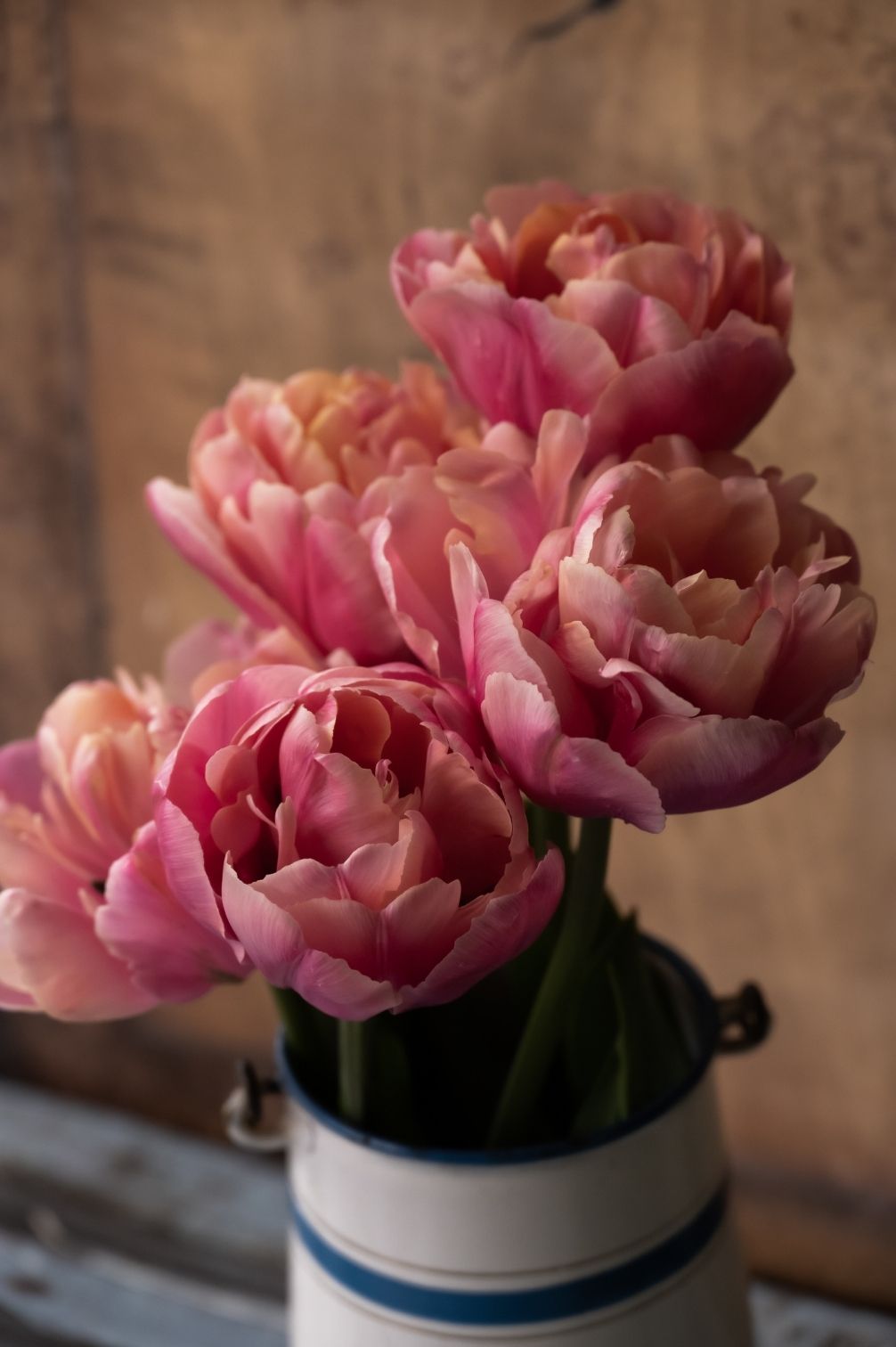 Tulpe Pink Star