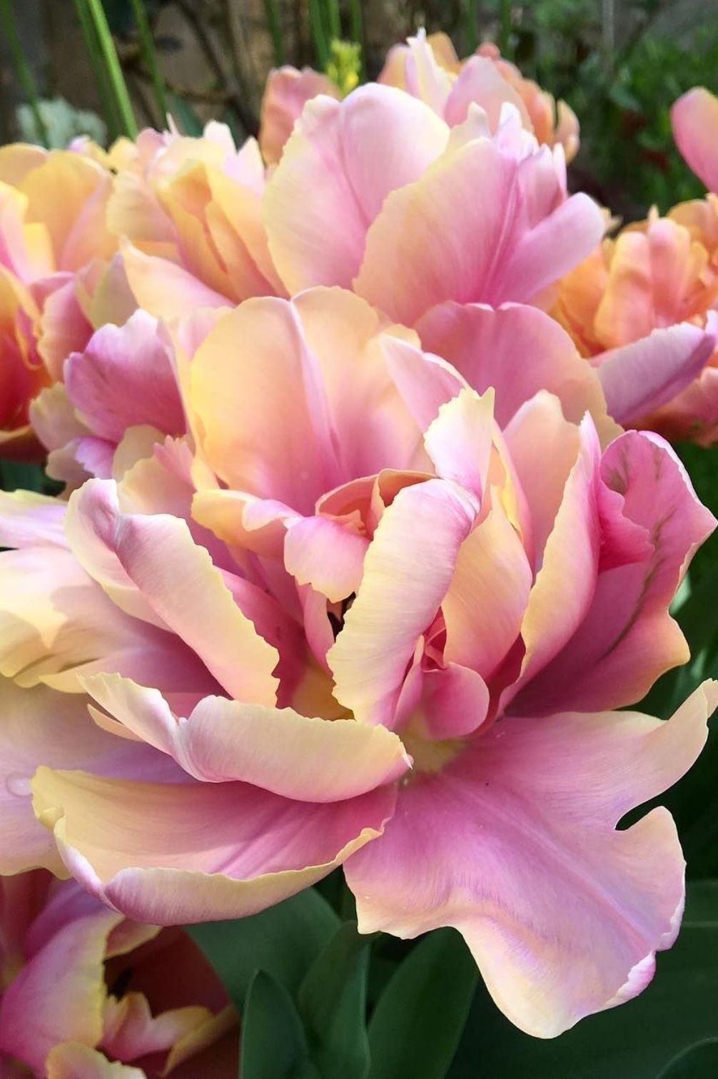 Tulpe Pink Star