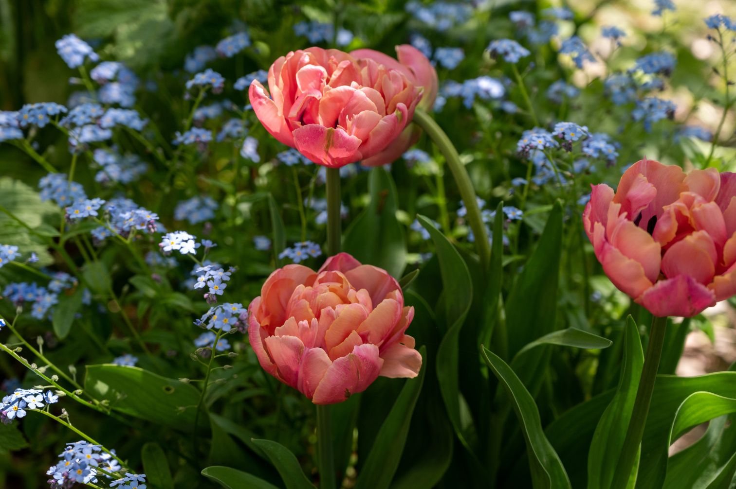 Tulpe Pink Star