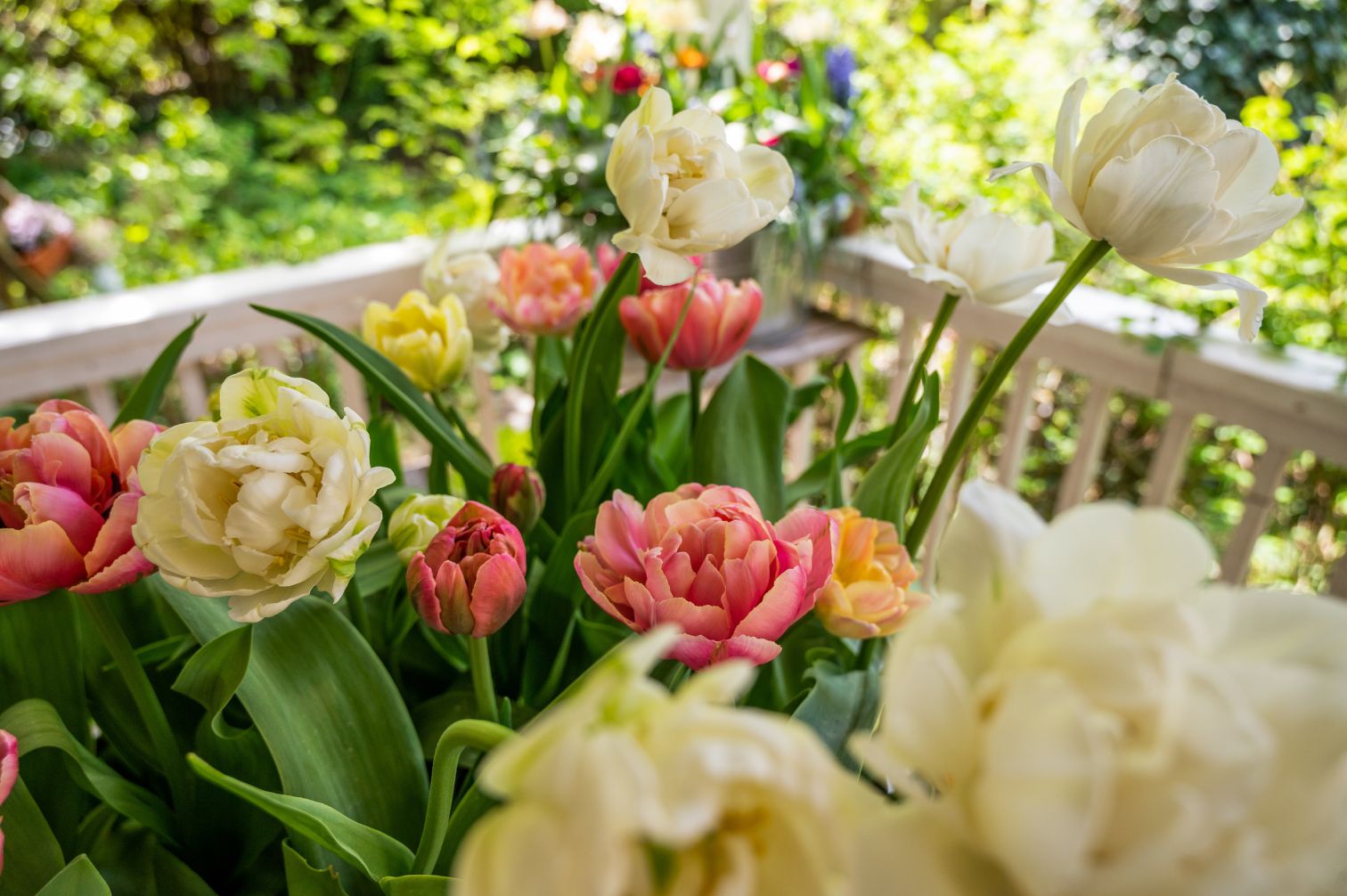 Tulpe Pink Star