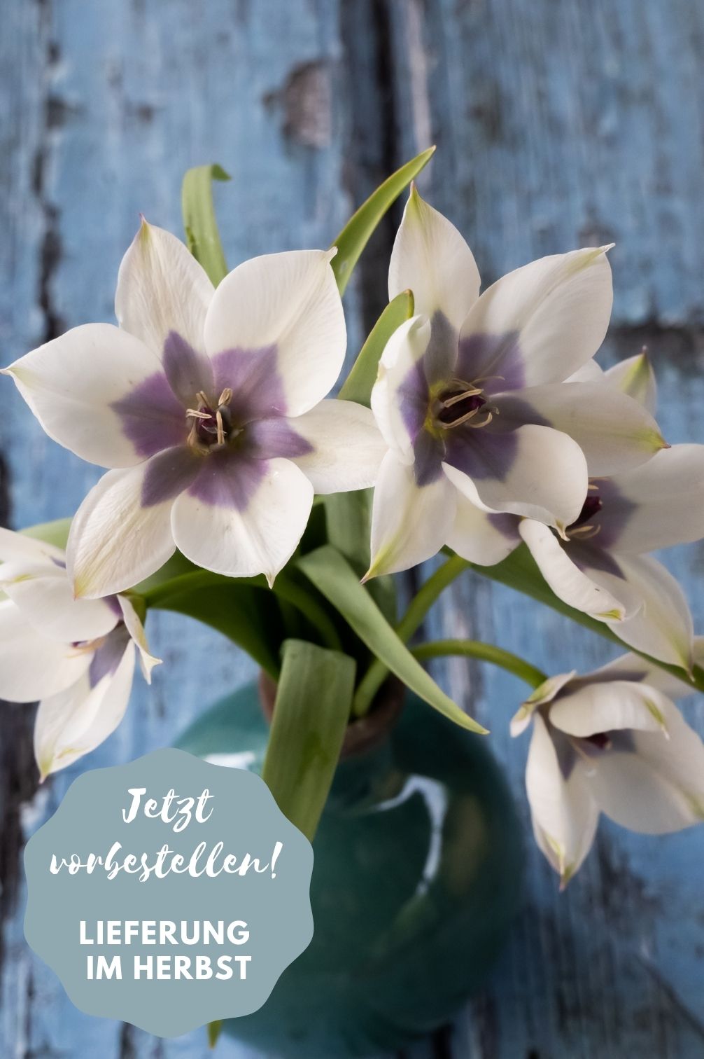 Tulpe Pulchella Alba Coerulea