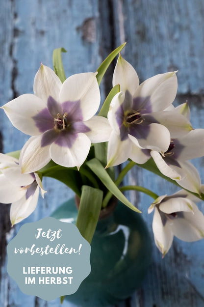 Tulpe Pulchella Alba Coerulea