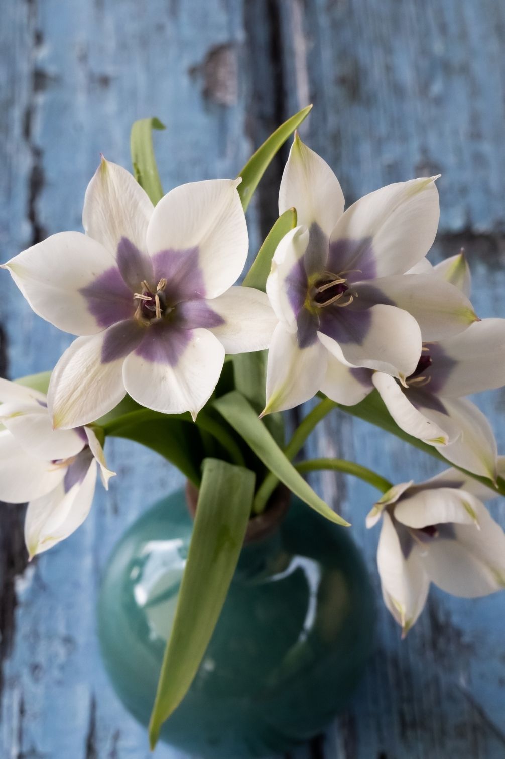 Tulpe Pulchella Alba Coerulea