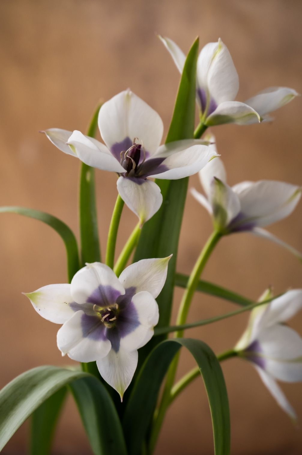 Tulpe Pulchella Alba Coerulea
