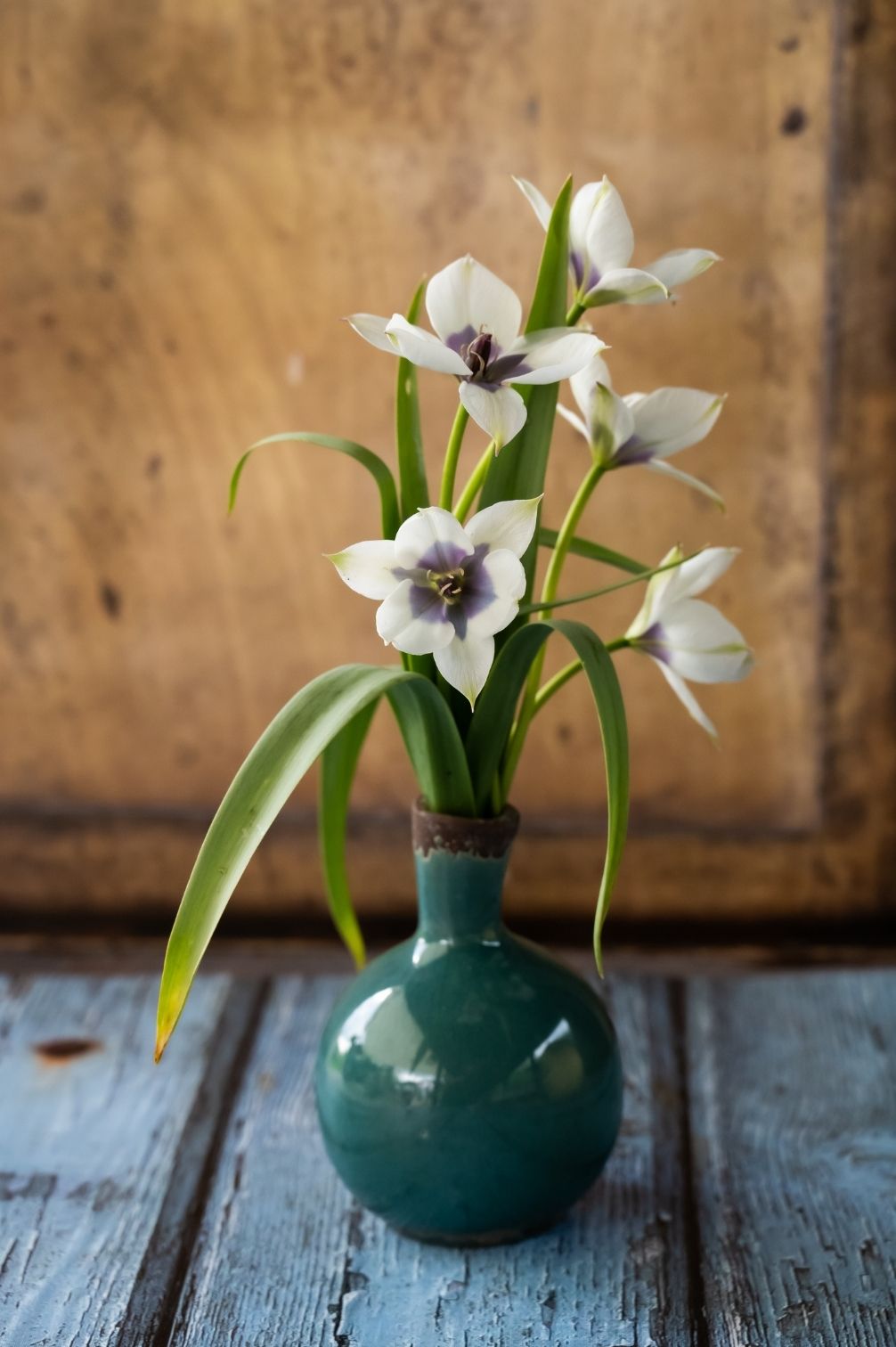 Tulpe Pulchella Alba Coerulea