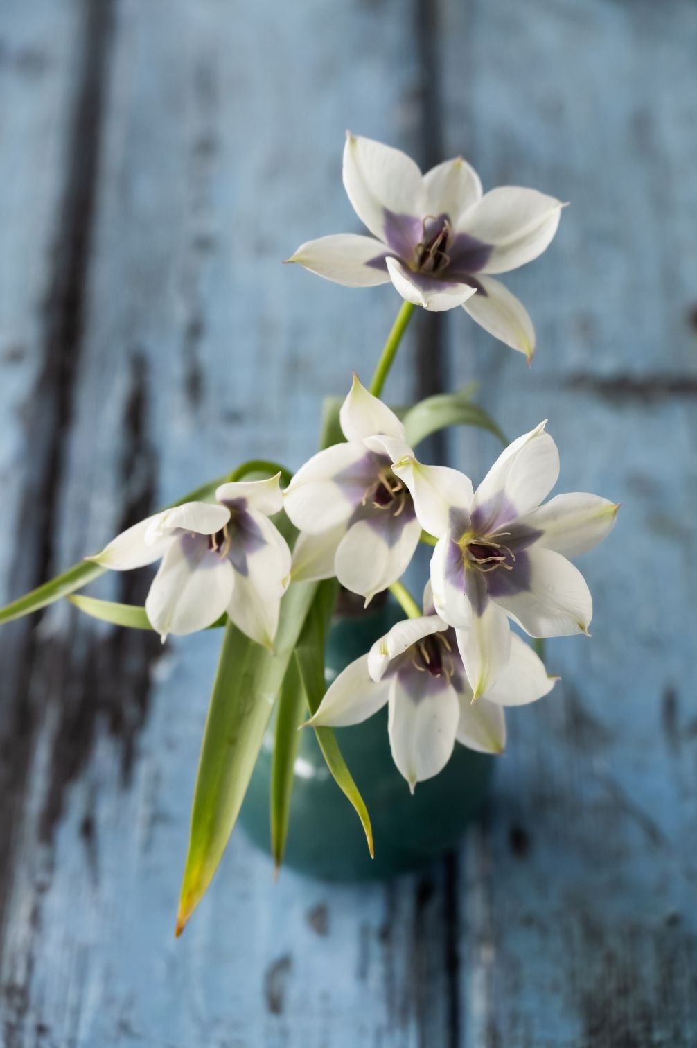 Tulpe Pulchella Alba Coerulea