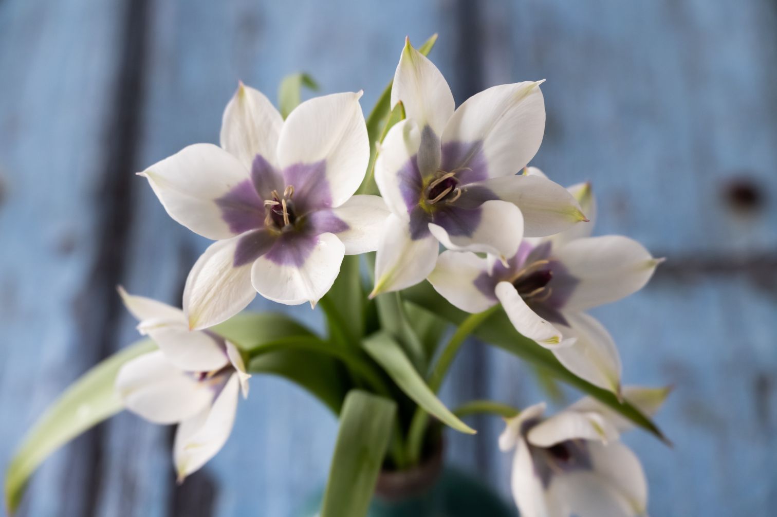 Tulpe Pulchella Alba Coerulea
