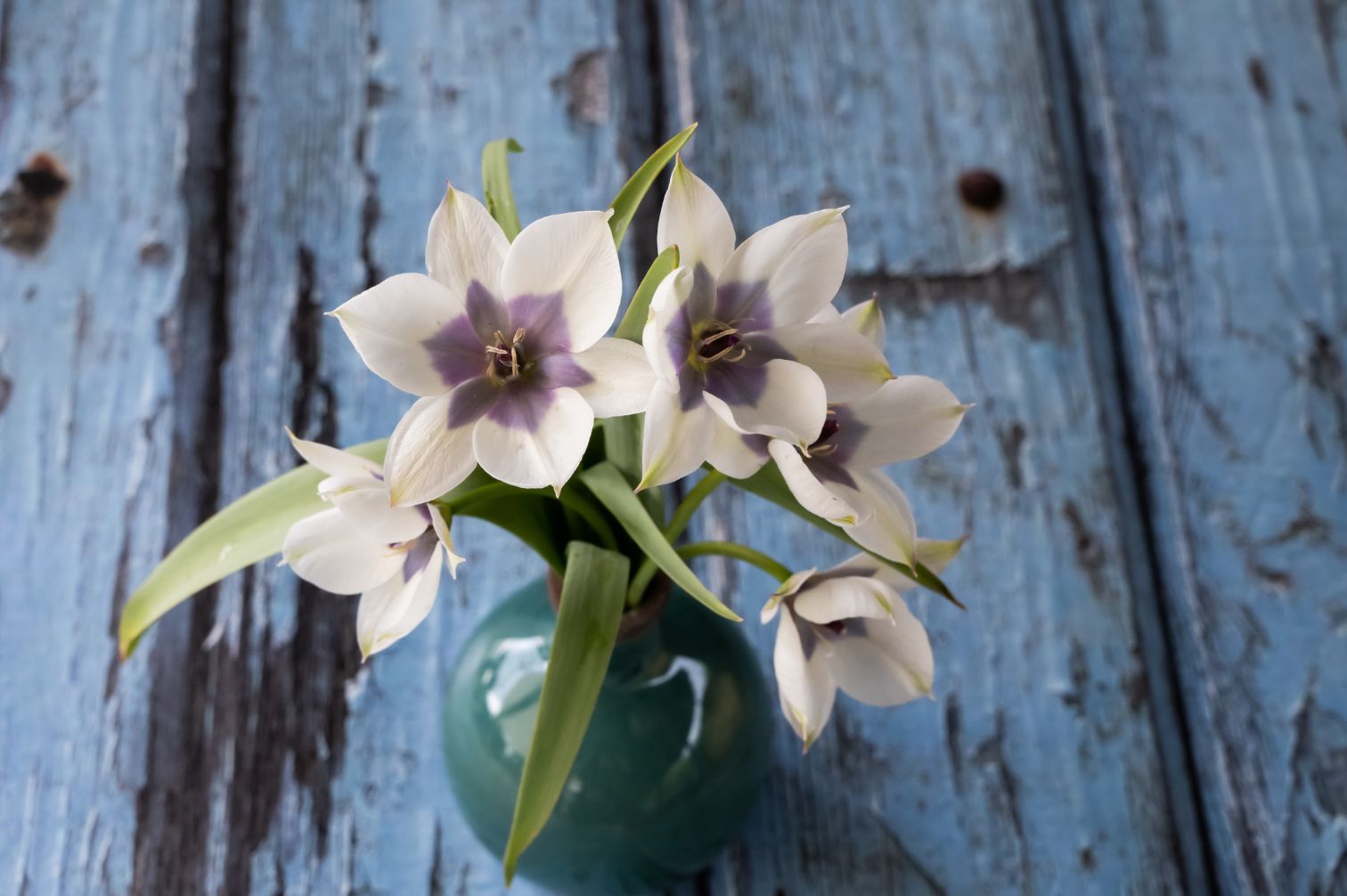 Tulpe Pulchella Alba Coerulea