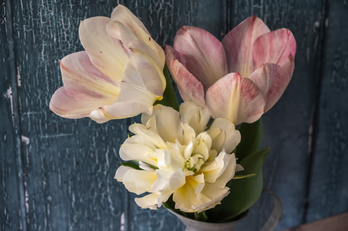 Mehrjährige Tulpenmischung "Strawberries & Cream" - 20 Zwiebeln