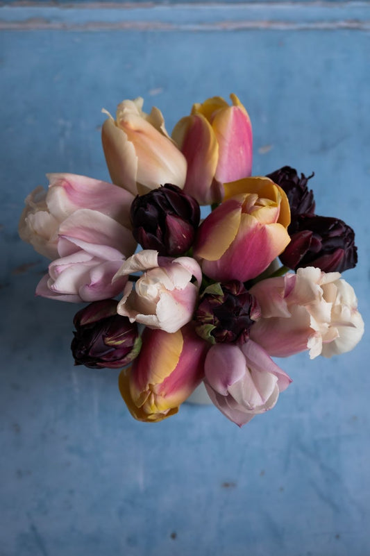 Mehrjährige Tulpenmischung "Art Deco" – 50 Zwiebeln