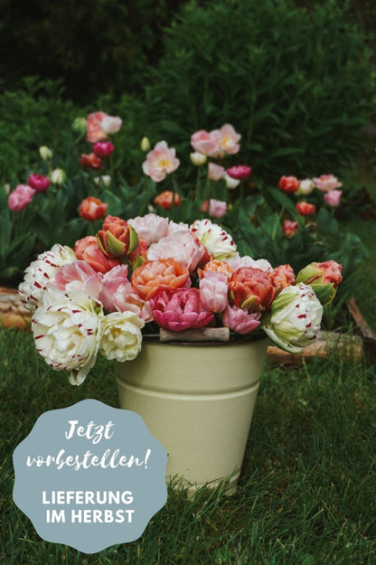 Tulip Mix "Bridgerton Blush" – 10 bulbs