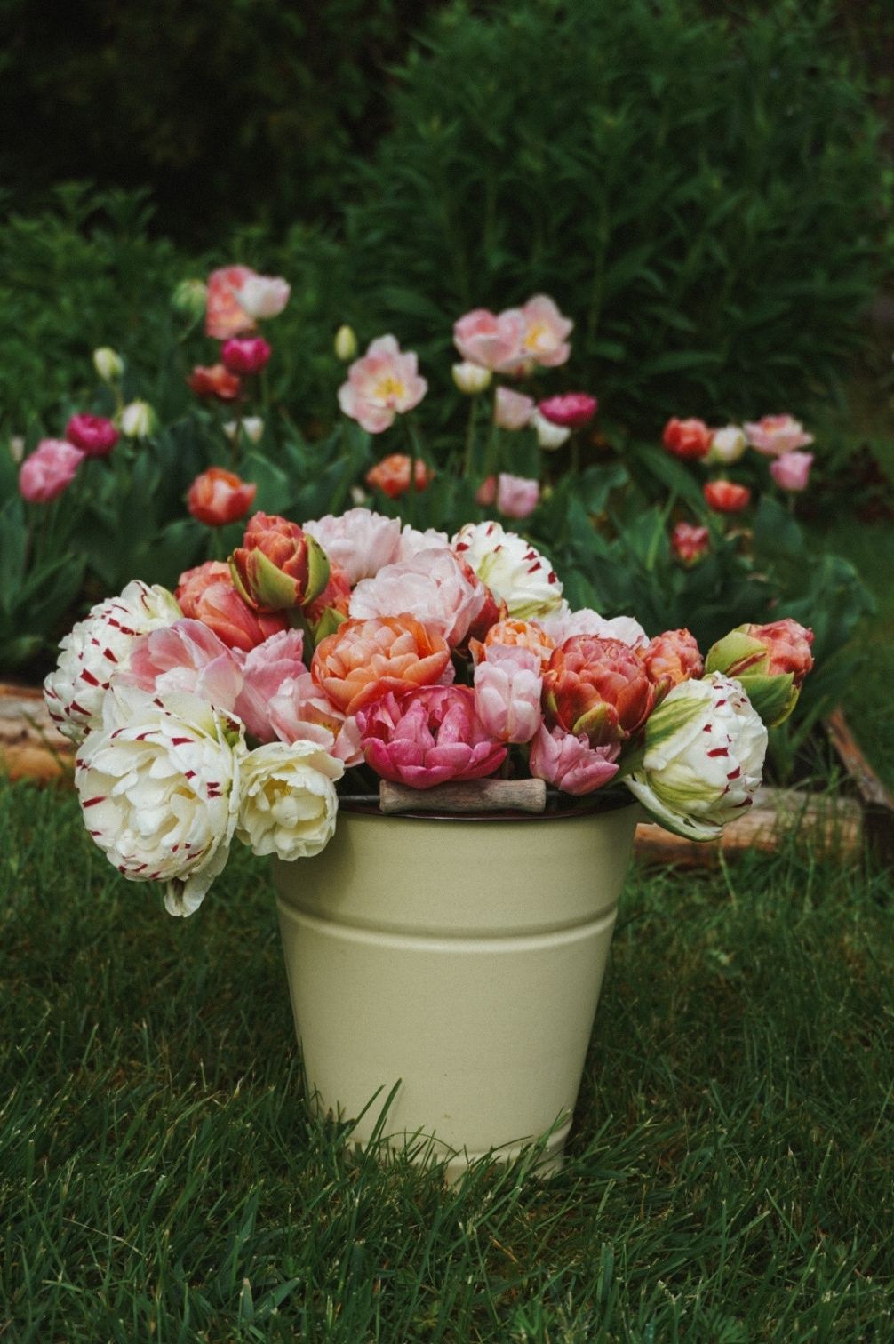 Tulip Mix "Bridgerton Blush" – 10 bulbs