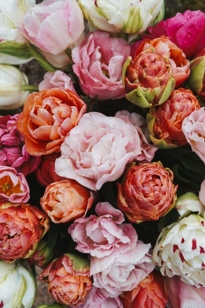 Tulip Mix "Bridgerton Blush" – 10 bulbs