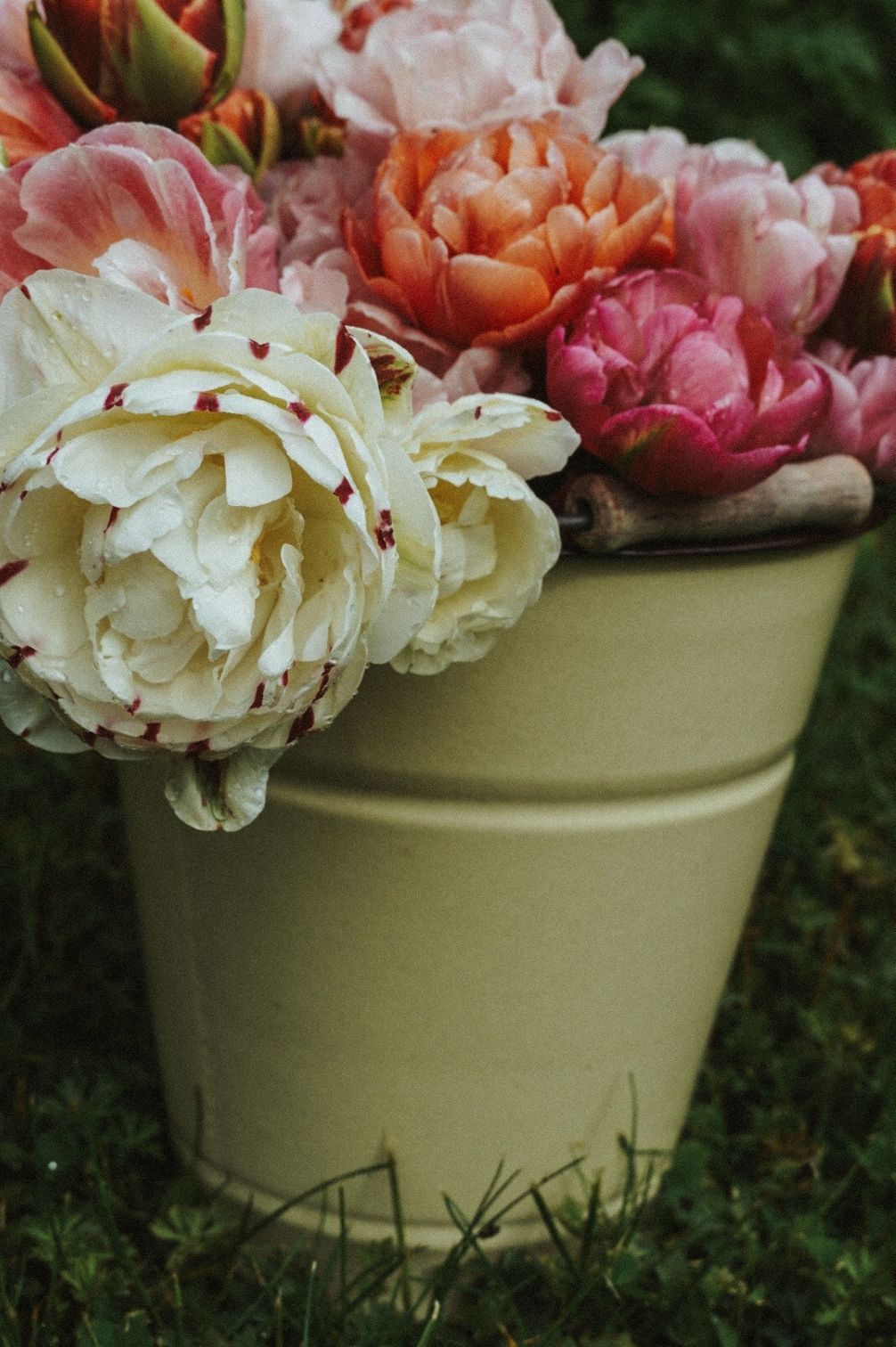 Tulip Mix "Bridgerton Blush" – 10 bulbs