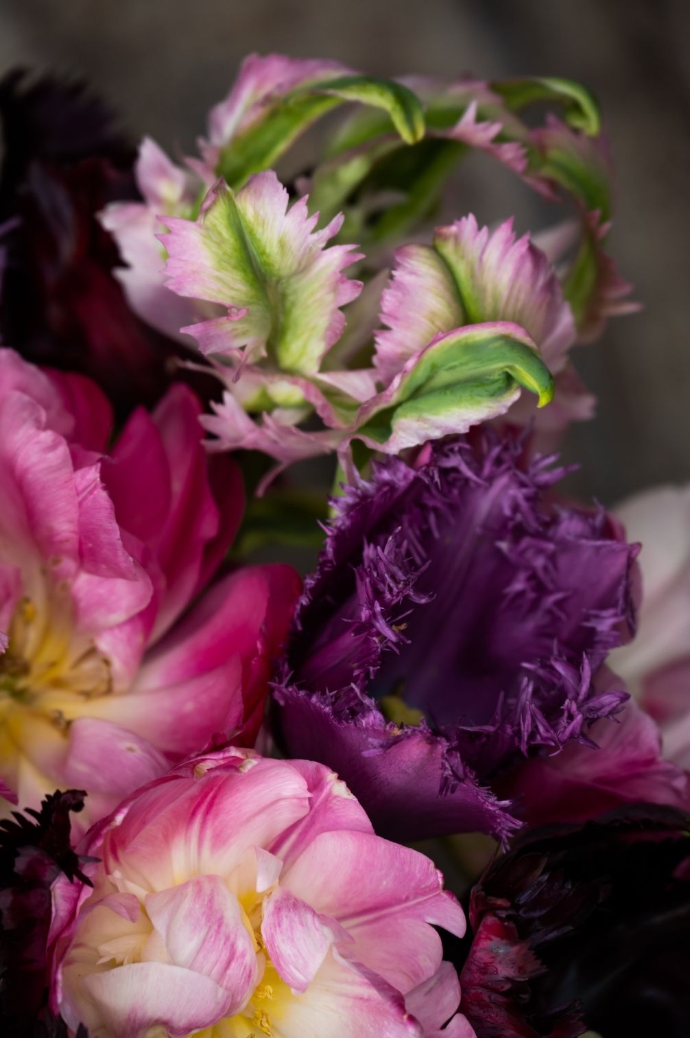 Tulpenmischung Shades of Pink