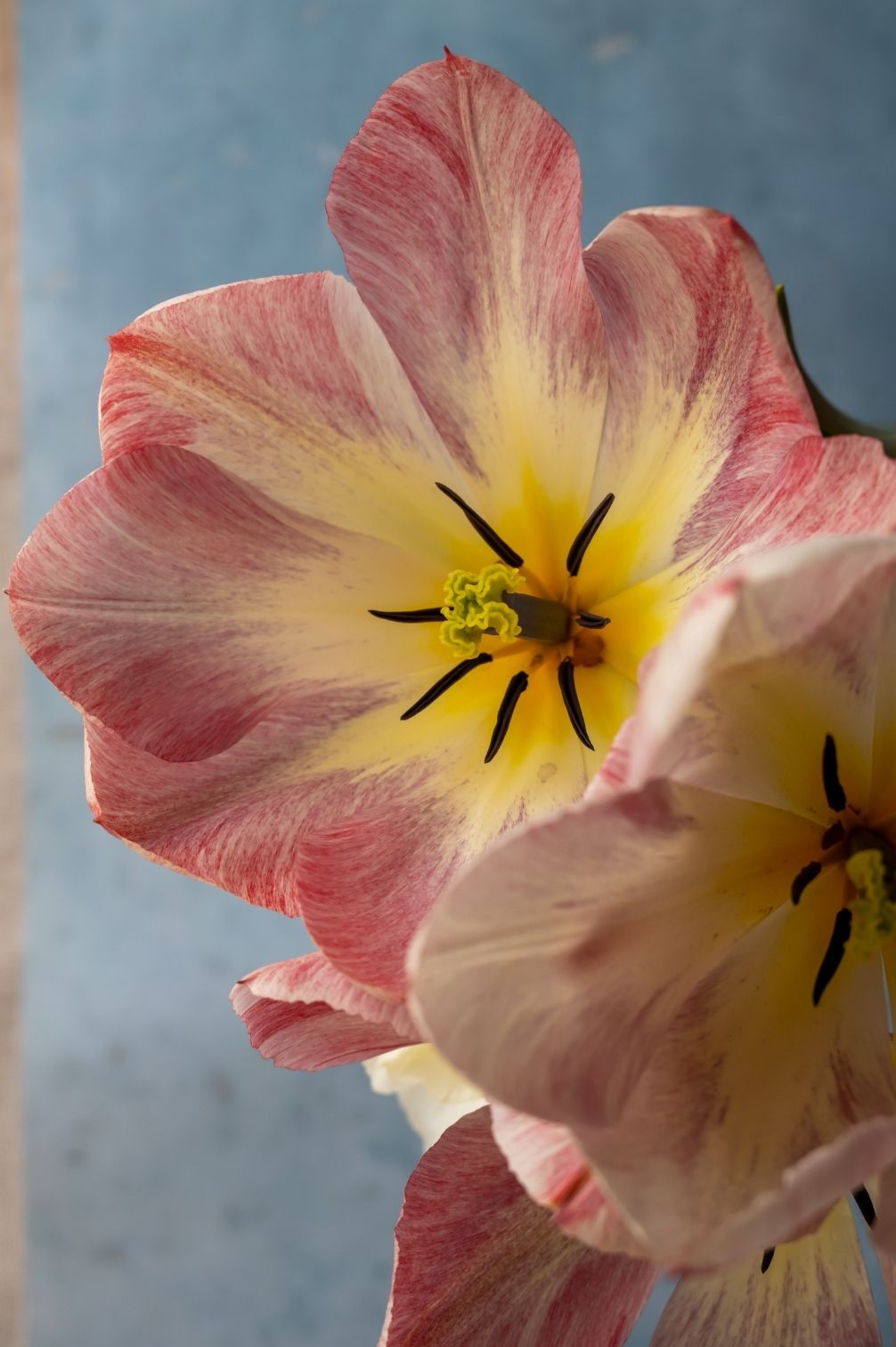 Mehrjährige Tulpenmischung "Strawberries & Cream" - 20 Zwiebeln
