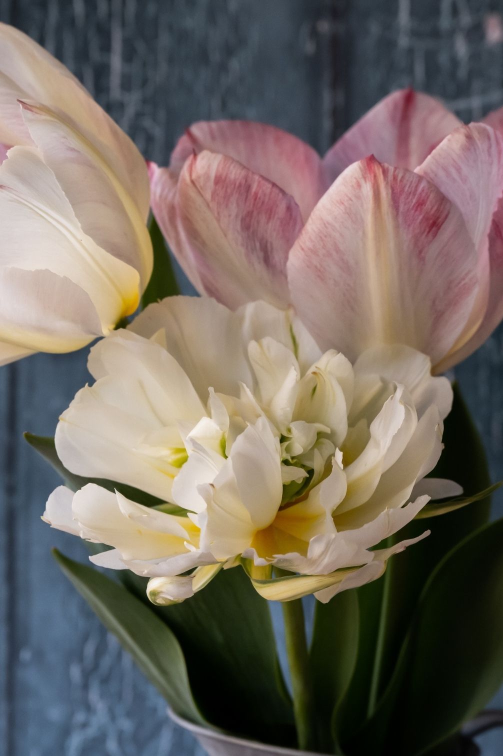 Mehrjährige Tulpenmischung "Strawberries & Cream" - 20 Zwiebeln