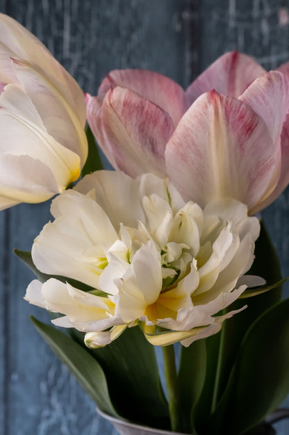 Mehrjährige Tulpenmischung "Strawberries & Cream" - 20 Zwiebeln