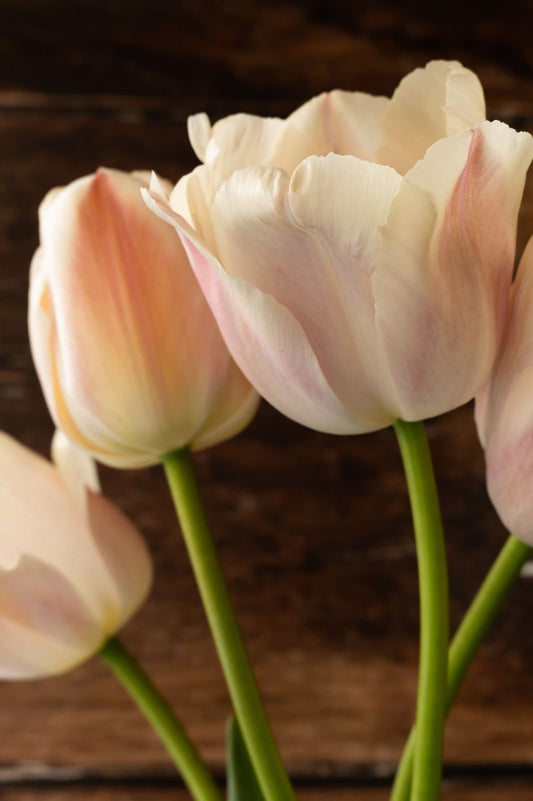 Tulpe Apricot Pride