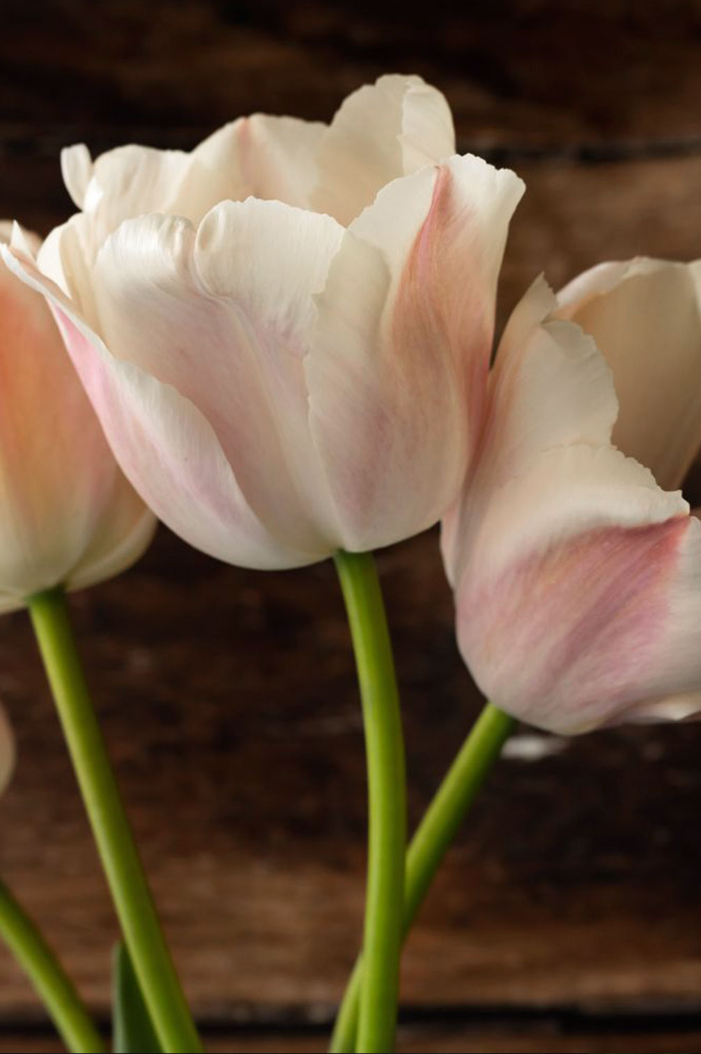 Mehrjährige Tulpe "Apricot Pride" – 10 Zwiebeln