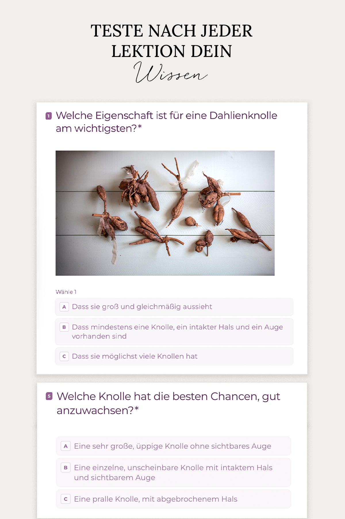 Dahlien-Masterclass: Gemeinsam durch die Saison!