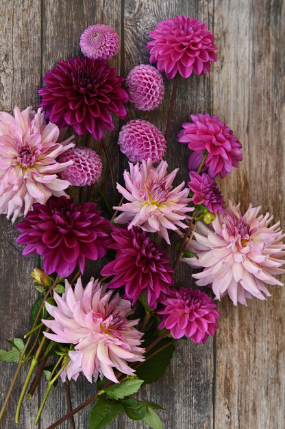 Dahlien-Masterclass: Gemeinsam durch die Saison!