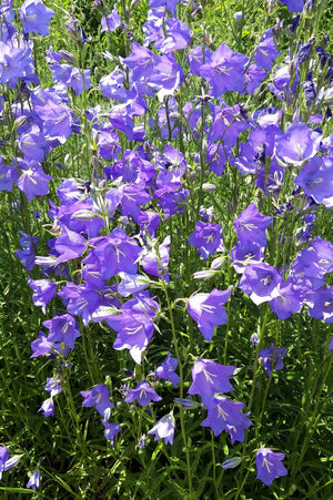 Heimische Wildblumen