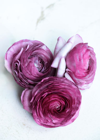 Ranunkel "Purple Jean" – 10 Krallen