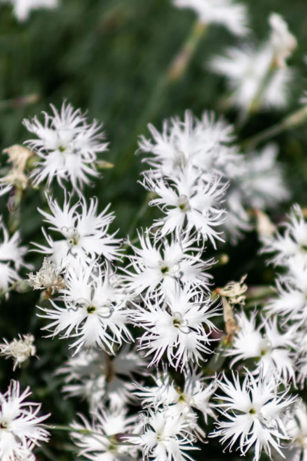 Heimische Wildblumen – 9 Packungen