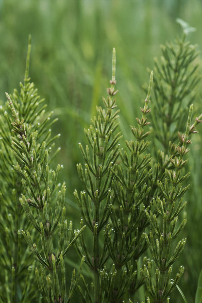 Bio Schachtelhalm-Pellets